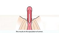 Male Orgasm sex