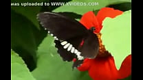 Mariposa sex