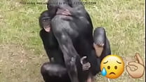 Macaco sex