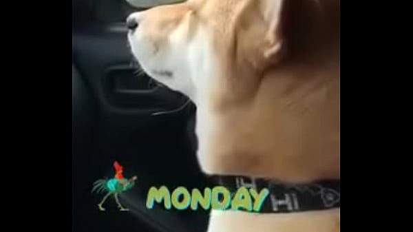 Xac Minh Video video