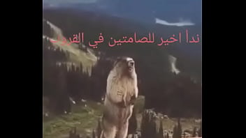 فحل video