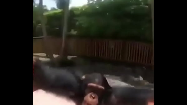 Monkey video