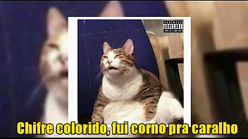 Gatinho sex