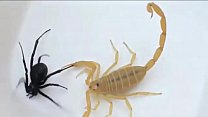 Scorpion sex