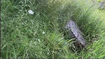 лесбиянки sex