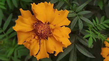 Desi Xxx Village sex