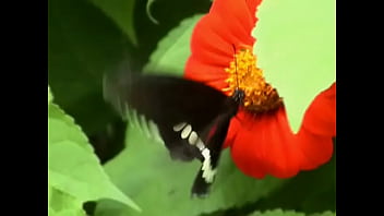 Butterfly sex