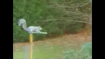 Squirrel sex