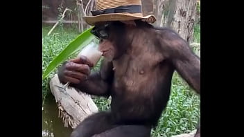 Macaco sex