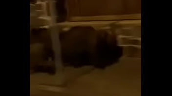 Ověřovaci Video video