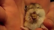 Hamster sex